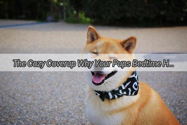 The Cozy Coverup Why Your Pups Bedtime Hideaway is More Than Just a Nap Spot